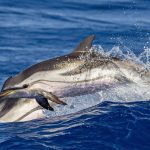Dauphins communs sautant dans le golfe de Gascogne — Ocean Berria association protection cétacés