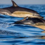 Le dauphin commun vedette menacée du golfe de Gascogne