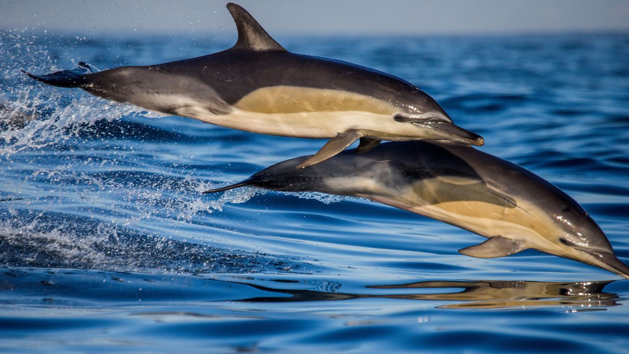 Le dauphin commun : vedette menacée du golfe de Gascogne