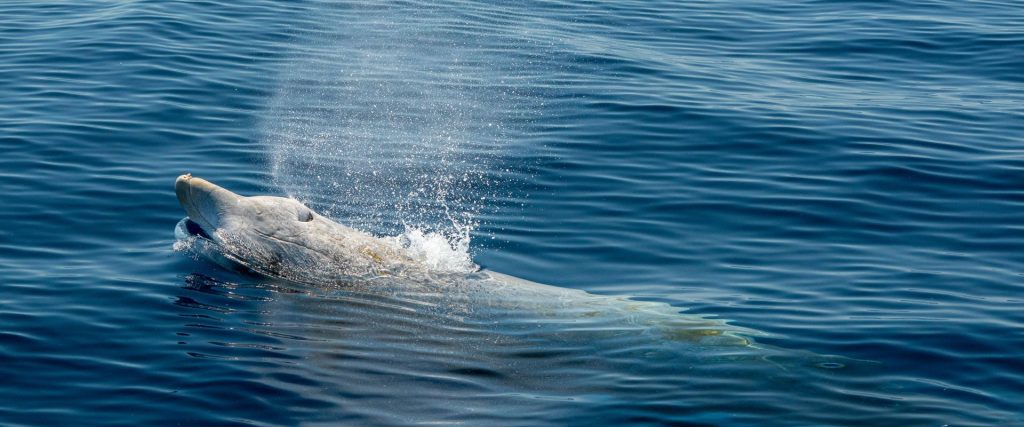 Baleine à bec de Cuvier (Ziphius cavirostris) dans le golfe de Gascogne — Ocean Berria