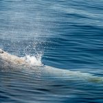 Ziphius cavirostris (baleine à bec de Cuvier) dans le golfe de Gascogne — Ocean Berria